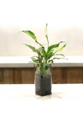 盆栽 - 多肉植物
