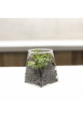 盆栽 - 無土捕蟲草(A)